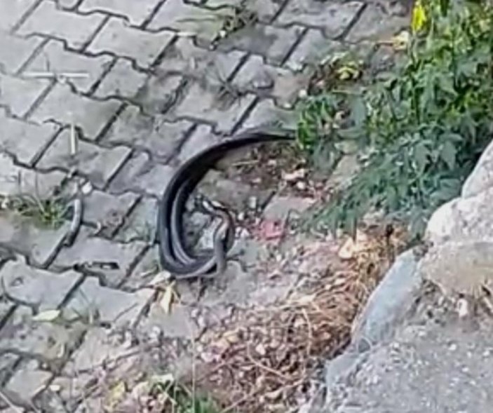 Hatay'da sokak ortasında iki yılan görüldü