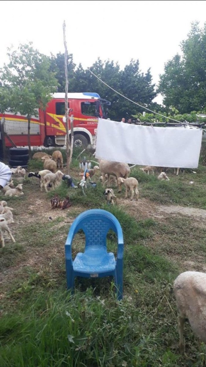Ankara sel meydana geldi, hayvanlar telef oldu
