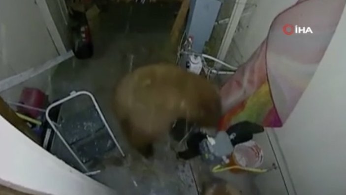 ABD’de garaja giren ayıların kavgası