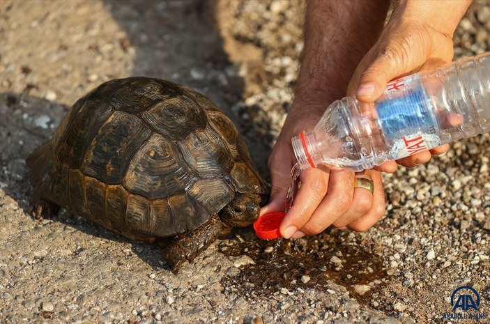Marmaris'teki yangından kaçan kaplumbağaya hayvanseverler yardım etti