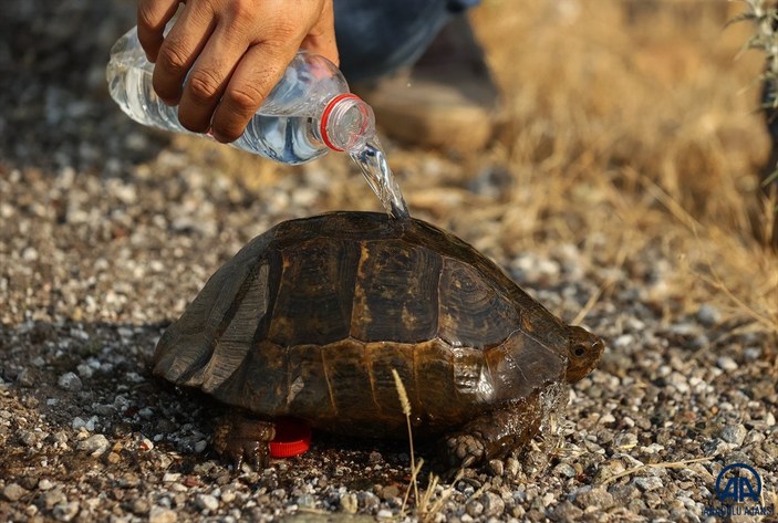 Marmaris'teki yangından kaçan kaplumbağaya hayvanseverler yardım etti
