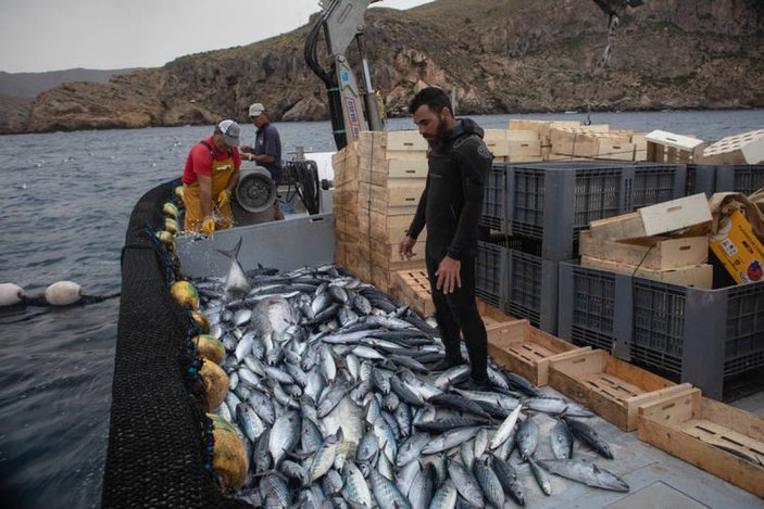 İspanya'da binlerce yıllık 'almadraba' yöntemiyle ton balığı avı