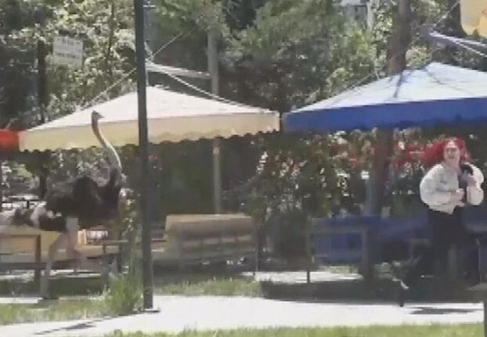 Aksaray'da barınağından kaçan deve kuşu, kadın müşteriyi kovaladı