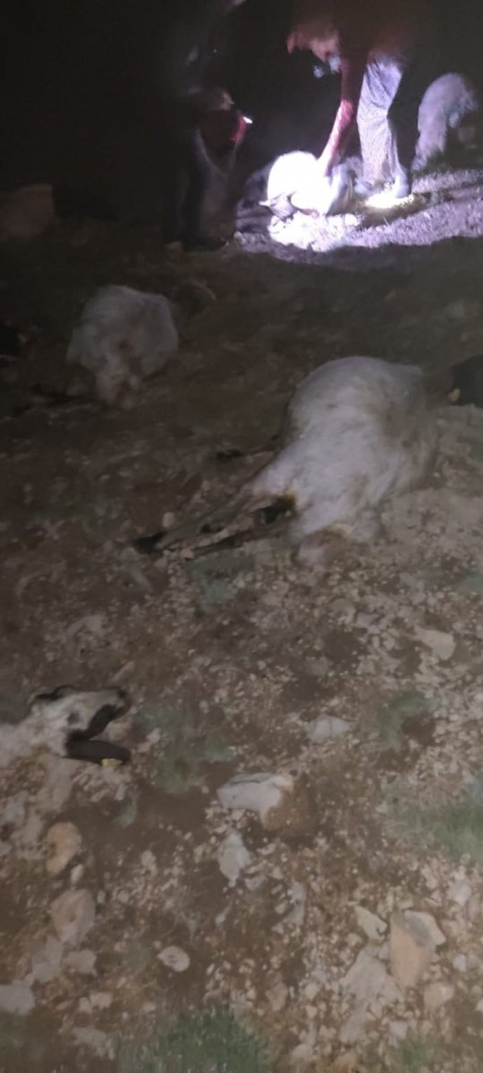 Van'da yıldırım düştü: 63 koyun telef oldu