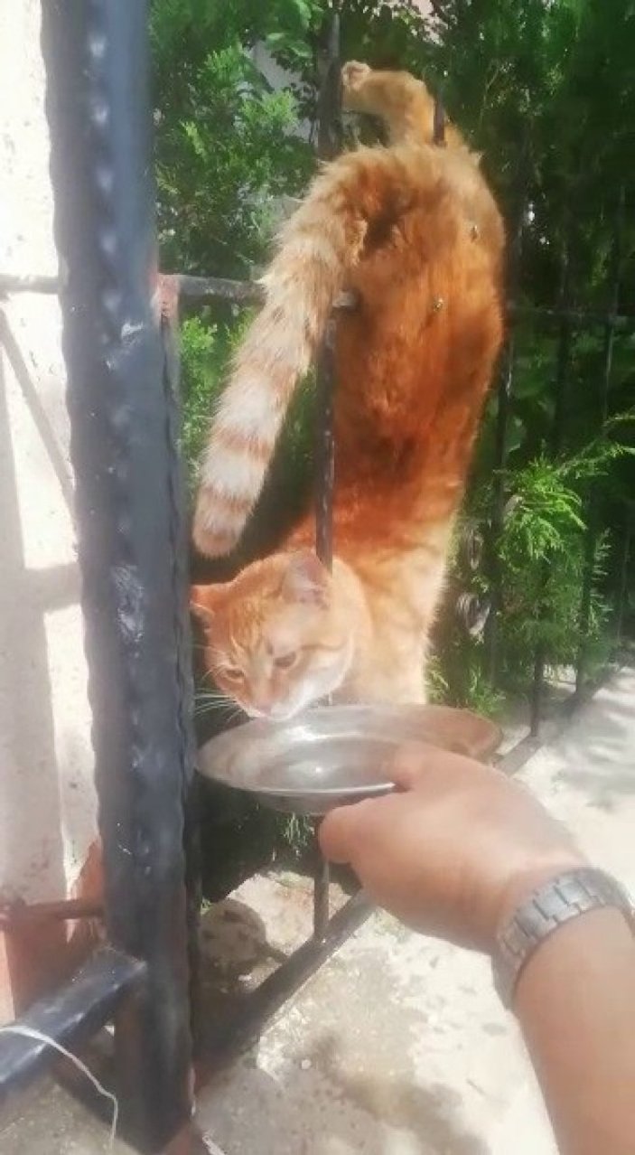 Sivas'ta parmaklıklara saplanan kedi kurtarıldı