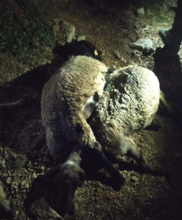 Van'da yıldırım düştü: 63 koyun telef oldu