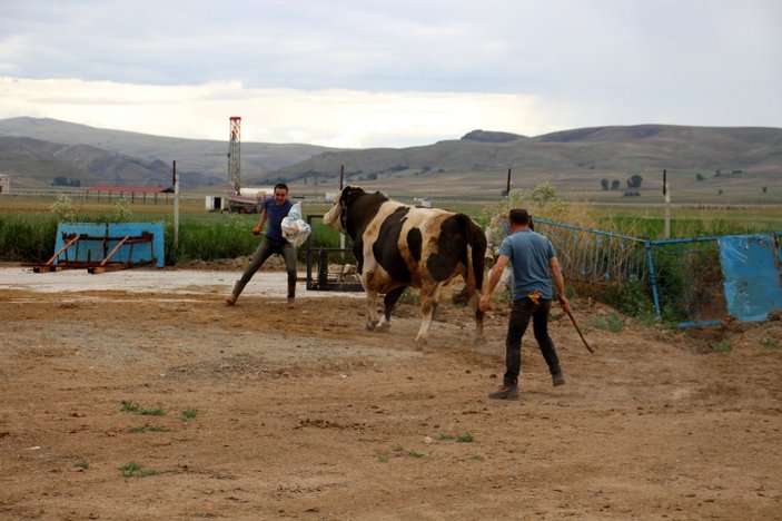Sivas'ta 1 ton 220 kilogram olan tosun, 72 bin 500 liraya satıldı
