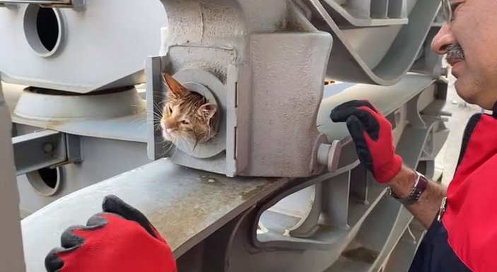 Sivas'ta vagon bojisine sıkışan kedi 'zeytinyağı' ile kurtarıldı