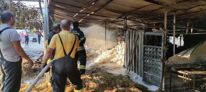 Muğla'da ahırda yangın çıktı: 8 hayvan zarar gördü