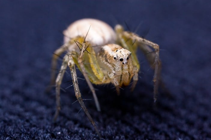 Asla geri dönmeyecekler! Örümcekleri evden uzaklaştırmak için 5 doğal yöntem