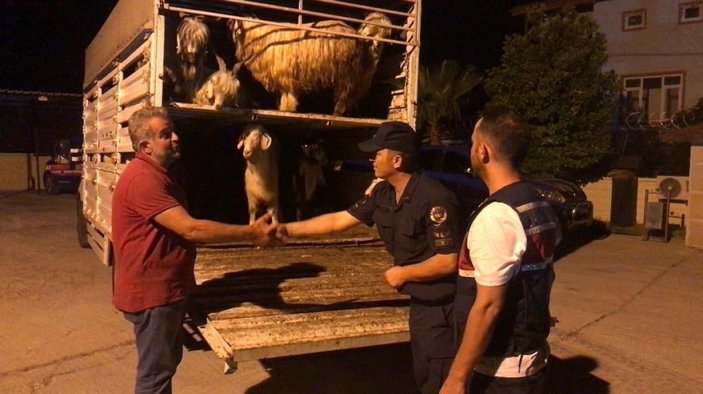 Antalya'ya giden hayvancı, dolandırıcıların tuzağına düştü