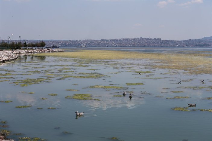 İzmir'deki Bostanlı sahilini yosunlar kapladı