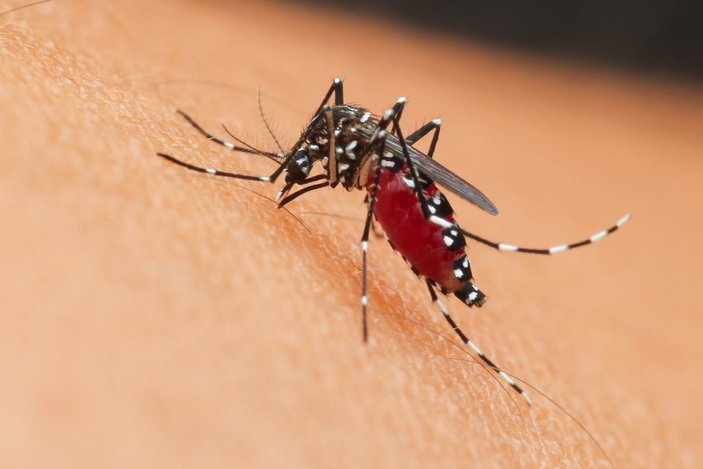 Sivrisinekler neden bazı insanları ısırırken bazılarını ısırmaz?