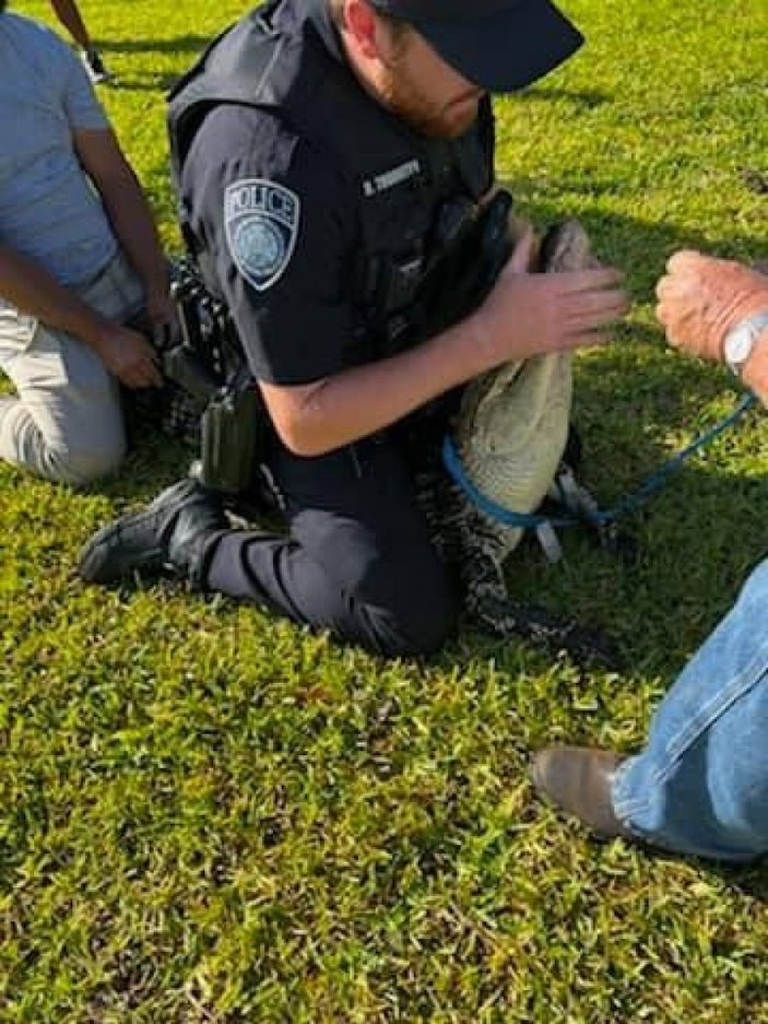 ABD’de polis, timsahı eliyle yakalayıp nehre bıraktı