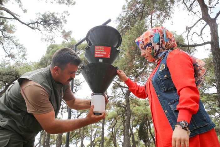 İstanbul'da ormanlarda zararlı böceklere karşı mücadele