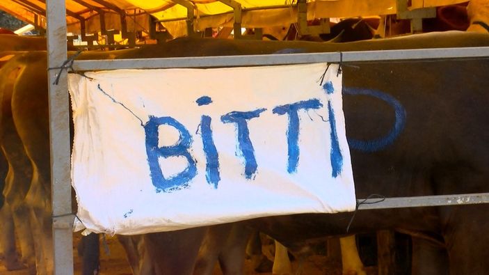 İstanbul'daki kurbanlıkların büyük çoğunluğu satıldı