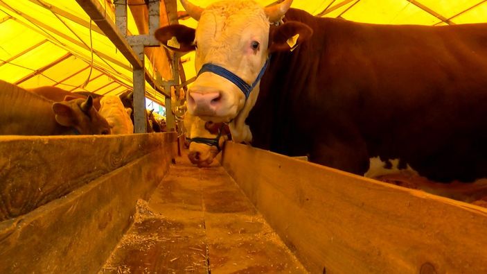 İstanbul'daki kurbanlıkların büyük çoğunluğu satıldı