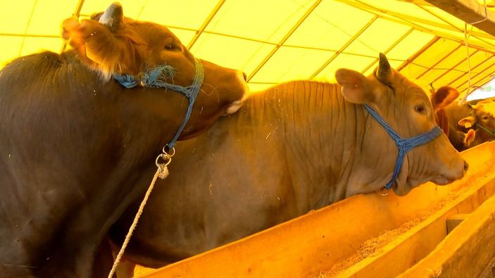 İstanbul'daki kurbanlıkların büyük çoğunluğu satıldı