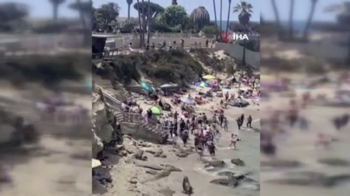 ABD’de plaja çıkan deniz aslanları insanları kovaladı