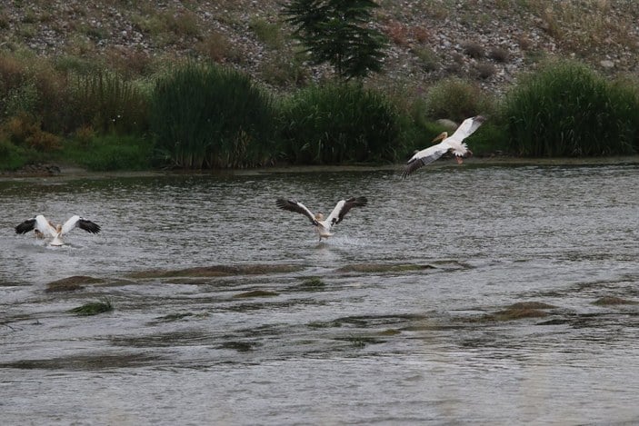 Afrika’dan Anadolu’ya göç eden pelikanlar Yeşilırmak’ta görüldü