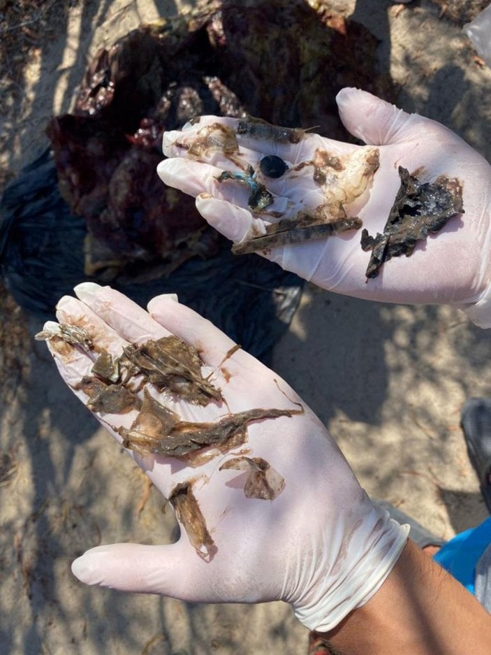 Antalya'da caretta carettanın ölüm nedeni: Bağırsaklarını tıkayan plastikler
