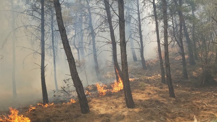 Datça'da ormanlık alanda yangın çıktı