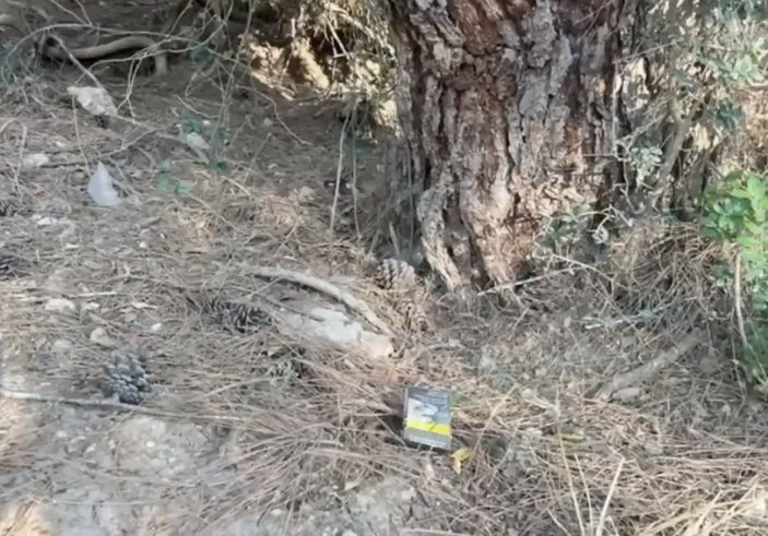 Nevşin Mengü'den ormana çöp atanlara: Ayı oğlu ayı