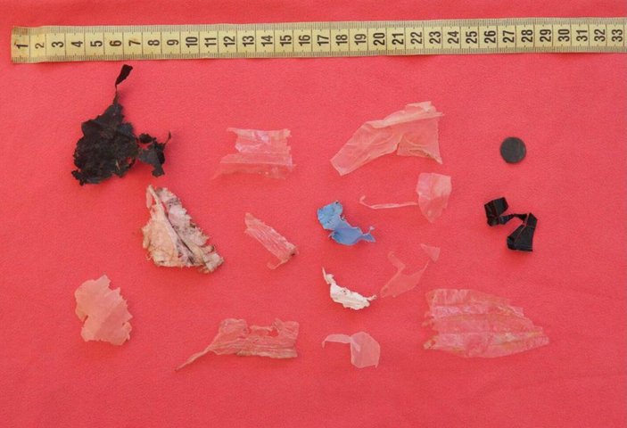 Antalya'da caretta carettanın ölüm nedeni: Bağırsaklarını tıkayan plastikler