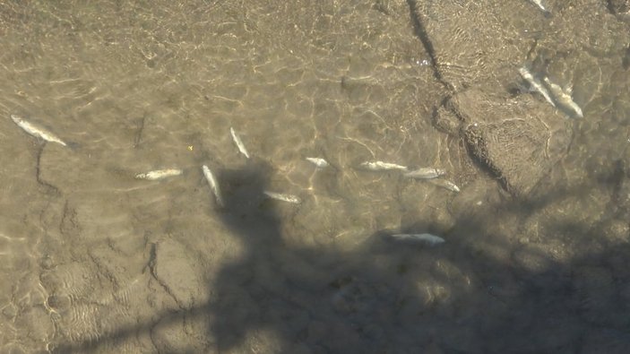 Harşit Çayı'nda balık ölümleri görüldü