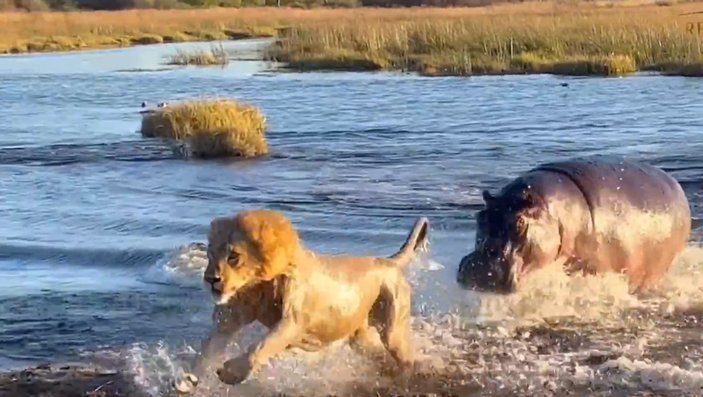 Dev su aygırı, nehri geçen erkek aslanlara saldırdı