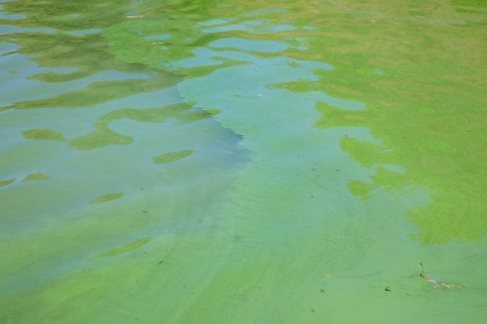 Sazlıbosna Barajı’nda mavi yeşil tabakalar oluştu