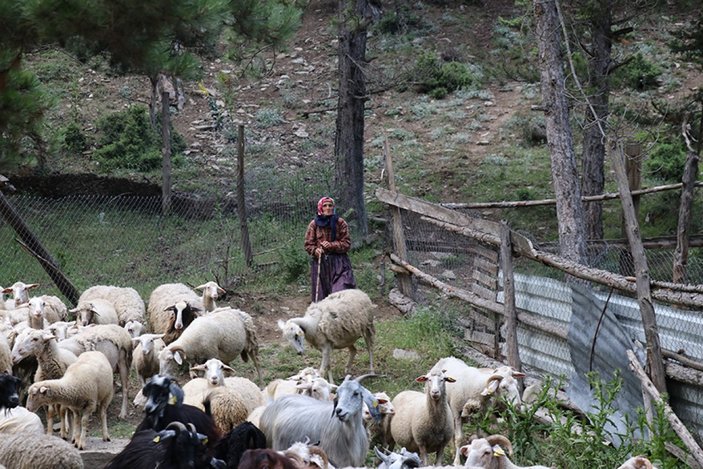 Bolu'da engelli oğluyla 40 yıldır çobanlık yapıyor