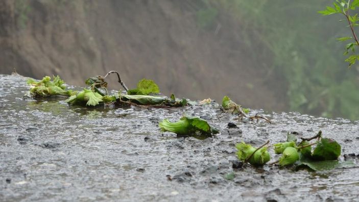 iha Ordu'da heyelan: 4 ev hasar gördü
