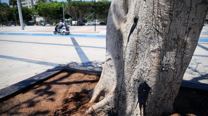 Özgecan Aslan Barış Meydanı'ndaki ağacı zehirleyenler bulundu