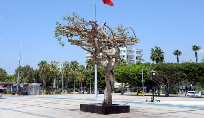 Özgecan Aslan Barış Meydanı'ndaki ağacı zehirleyenler bulundu