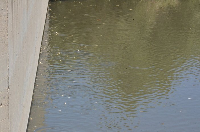 Ceyhan Nehri'nde atık sorunu: Balıklar telef oldu