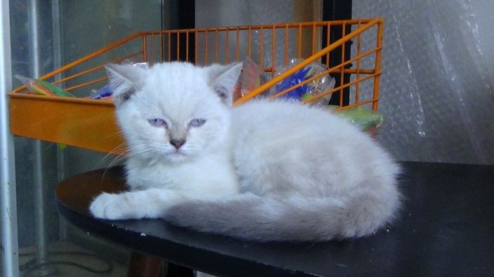 i Silivri’de bir anne çocuklarına kedi çaldırdı