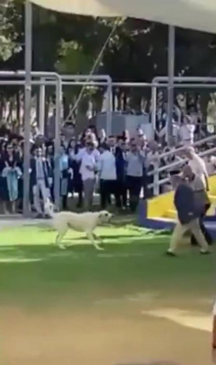 İzmir'de üniversite mezuniyetinde başıboş köpek saldırısı