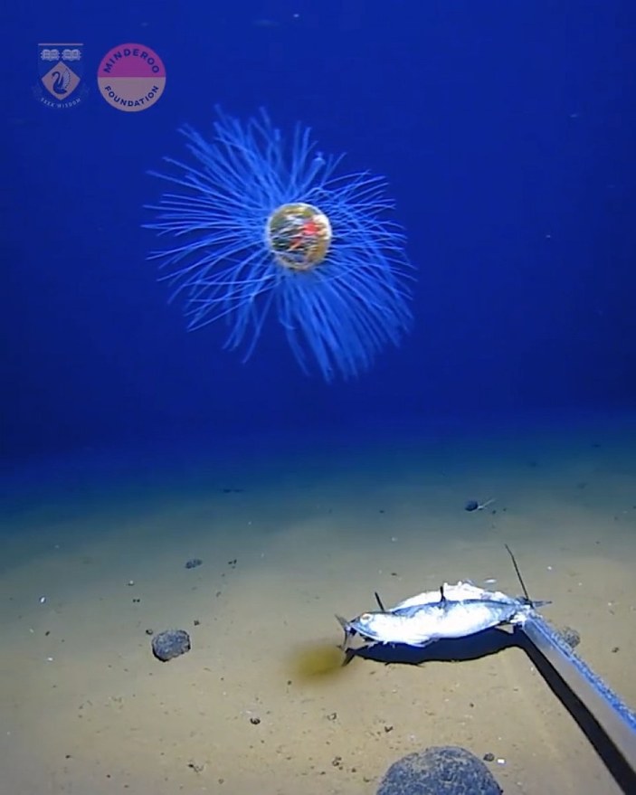 Hint Okyanusu’nun derinliklerinde nadir rastlanan denizanası görüldü