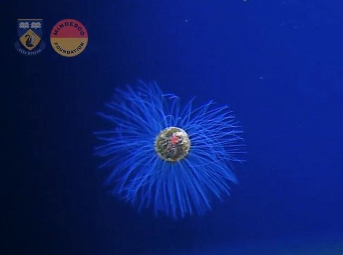 Hint Okyanusu’nun derinliklerinde nadir rastlanan denizanası görüldü