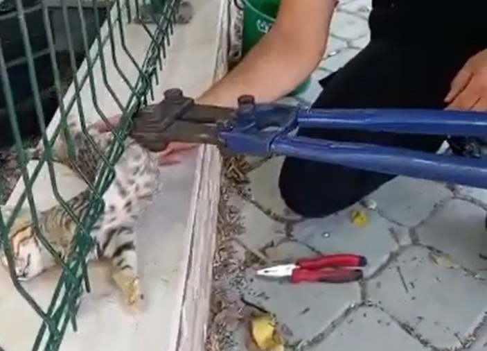 Aydın'da sitenin tel örgüsüne sıkışan kediyi itfaiye ekipleri kurtardı