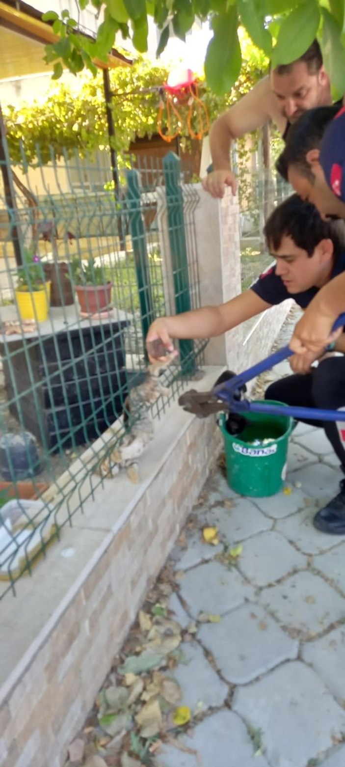 Aydın'da sitenin tel örgüsüne sıkışan kediyi itfaiye ekipleri kurtardı