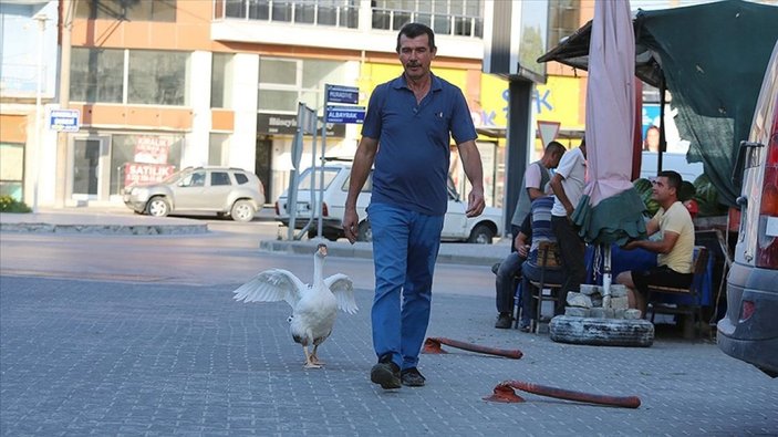 Aydınlı kamyon şoförünün kazı Papatya, can yoldaşı oldu