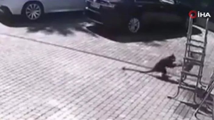 Rusya'da küçük çocuğa maymun saldırdı: Annesi zor kurtardı