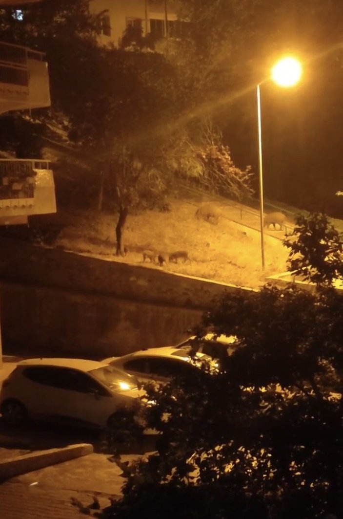 Bursa'da yemek arayan domuz sürüsü şehre indi