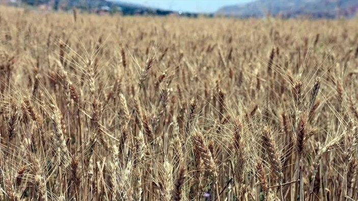 Ukrayna: Tahıl sevkiyatına bu hafta başlanmasını umuyoruz