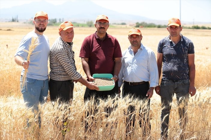 Aksaray'da yerli ve milli yeni buğday hasat edildi