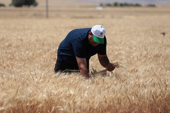Aksaray'da yerli ve milli yeni buğday hasat edildi