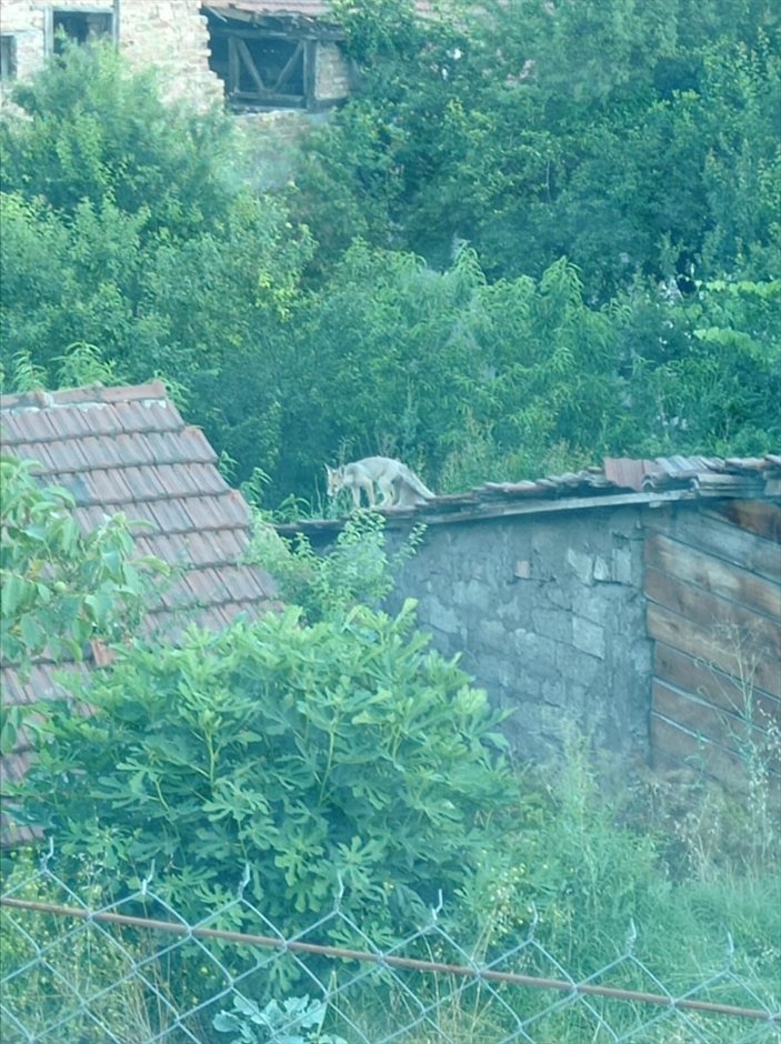 Karabük'te iki tilki, evlerin çatısında güneşlendi