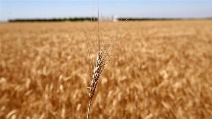 İbrahim Kalın: Tahıl sevkiyatı, hem Rusya'nın hem Ukrayna'nın menfaatine
